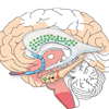 Neurogenesis Parkinson Braak Stage 1-5